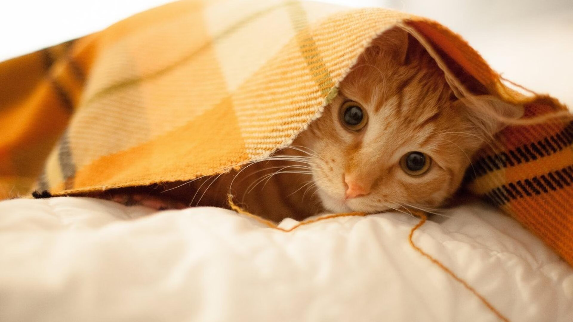 平行宇宙故障报告，当哈利伯顿的魔法落入CBA战场