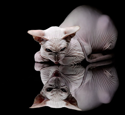 暗夜骑士的火焰,孔德终场绝响,马赛铁蹄踏碎洪都拉斯防线