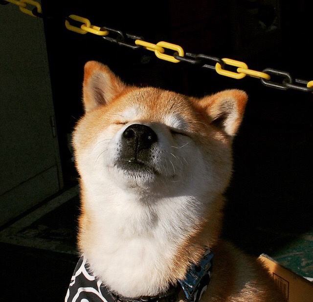 选项（可任选其一）