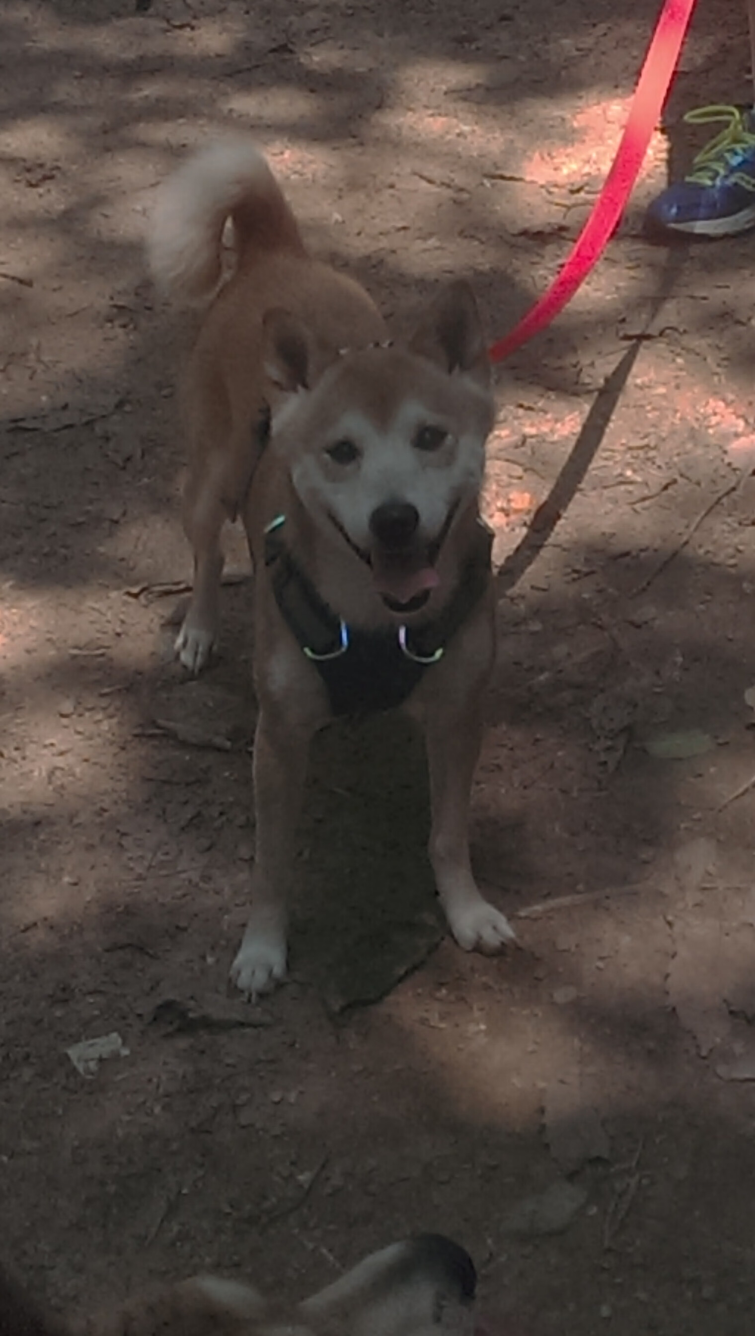 新沙皇的加冕，久保建英与罗马军团式击溃巴黎