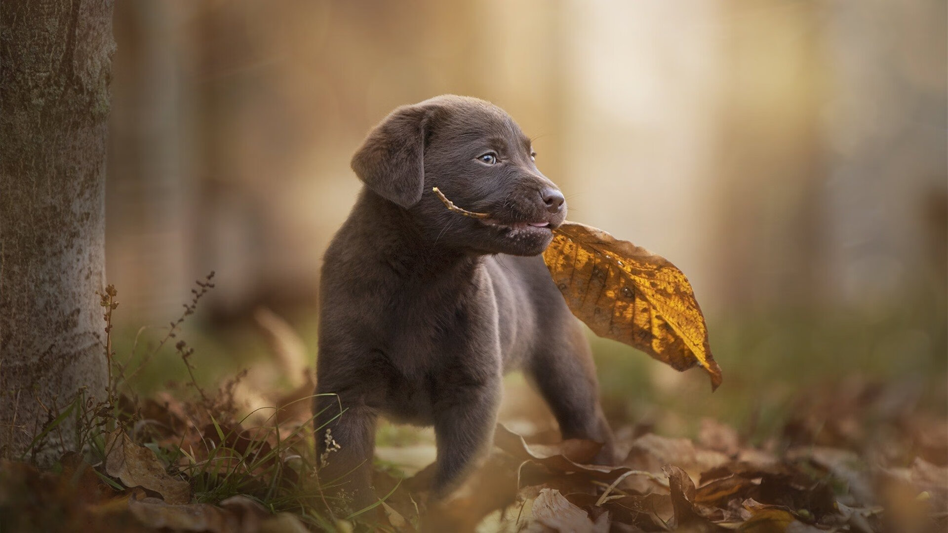 绿茵场上的高等数学，当西班牙用系统完成了对天才的优雅绞杀