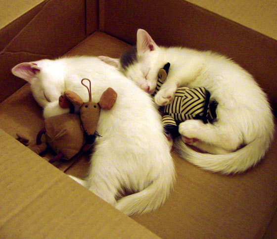 东契奇一箭穿心，爵士五重奏击溃华南虎