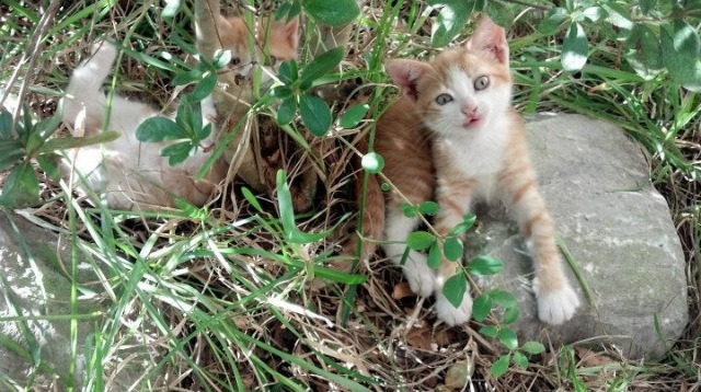 逆流成碑，詹姆斯总决赛之夜的关键节点连续得分—人类群星闪耀时，唯他定义唯一