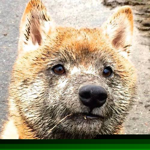 公牛狂奔破疆域，点球决胜定江山—德甲争冠焦点战现跨界激情