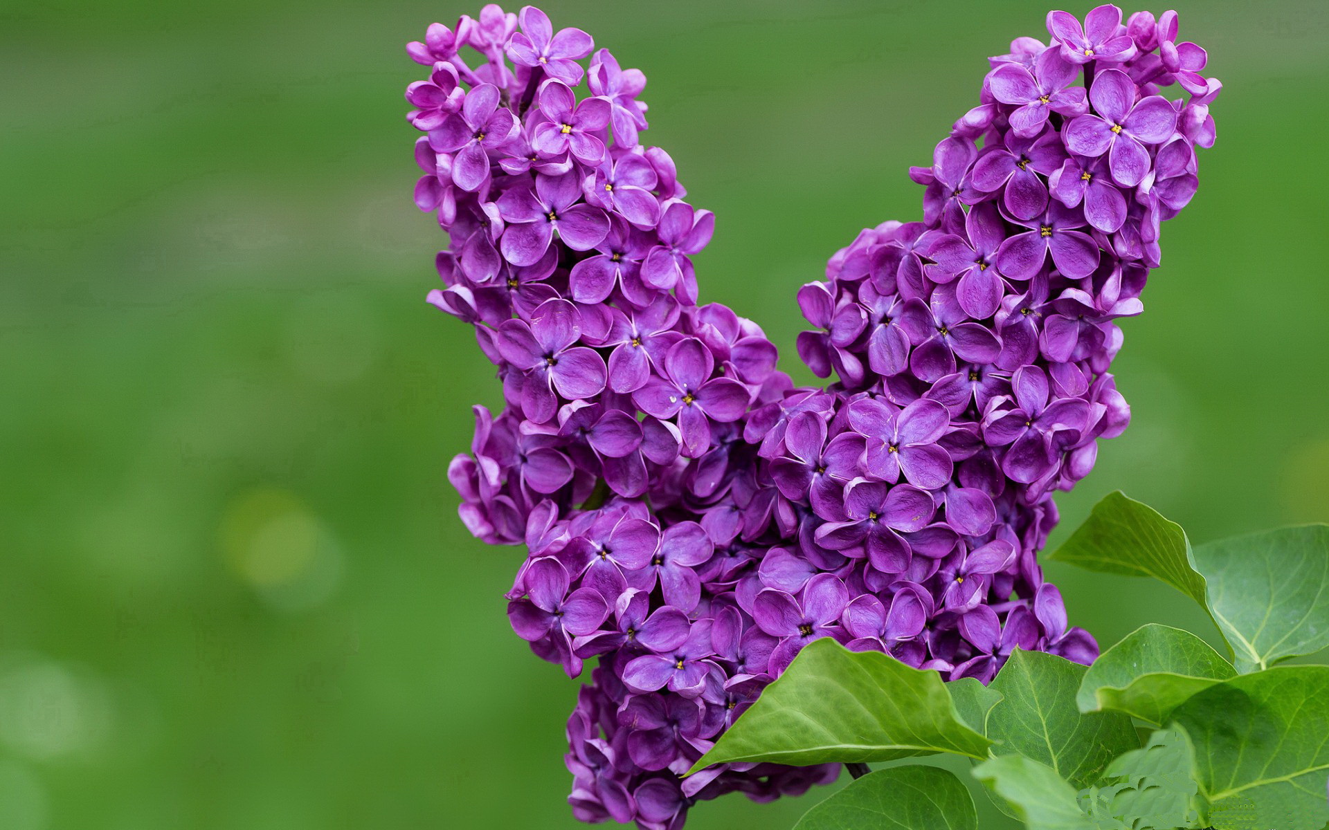 阿劳霍的铁壁与獠牙，当几内亚战象碾过罗马七丘
