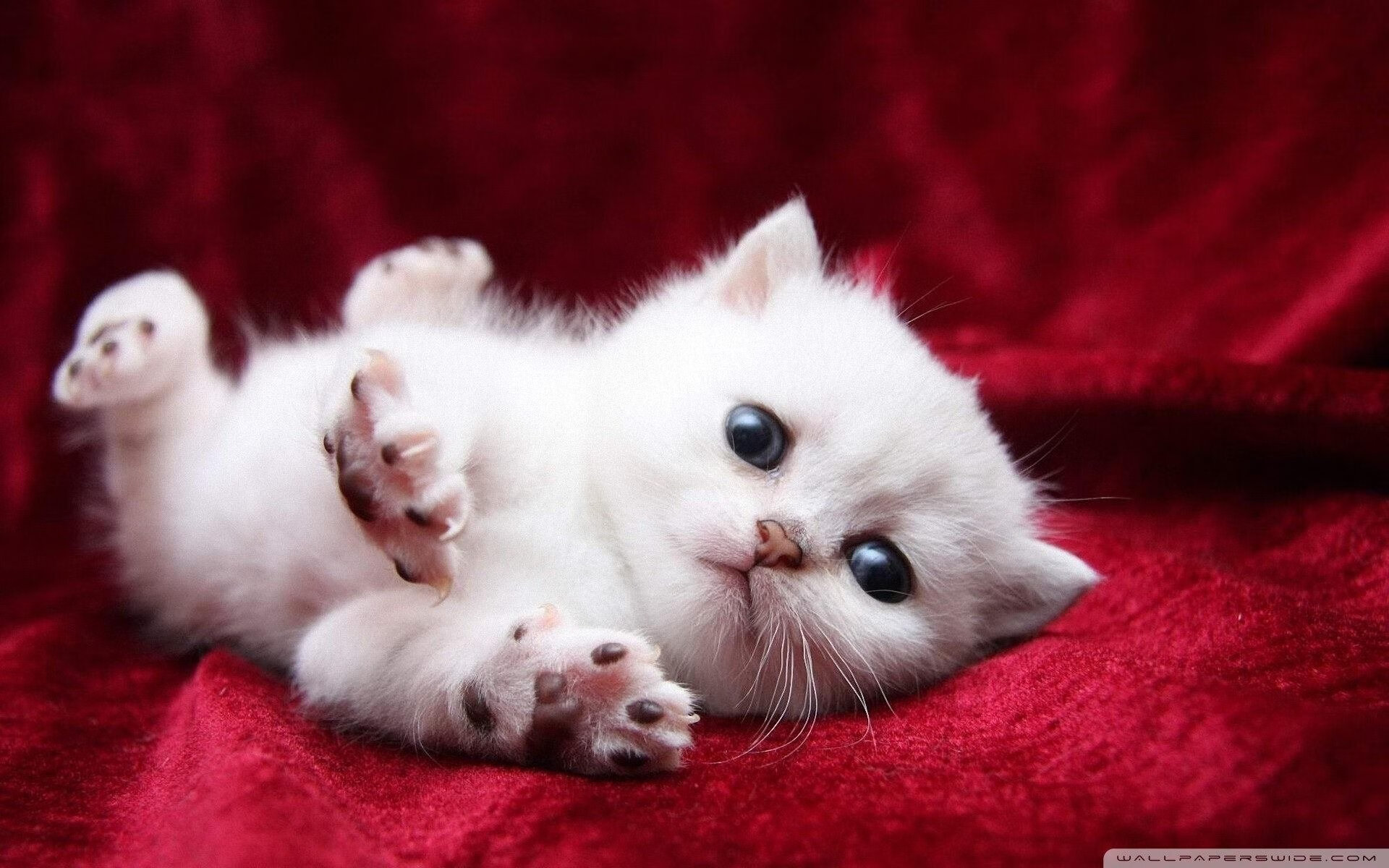 迟来的神明，当库尔图瓦在冰岛人的狂喜中统治全场