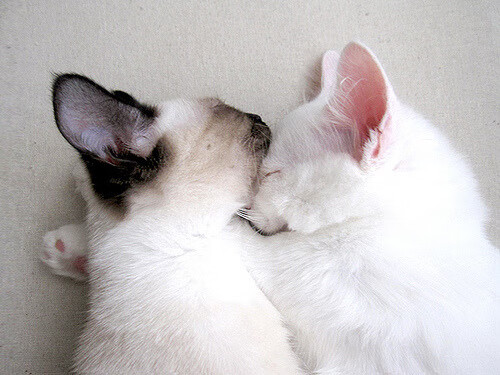 冰与火的二重奏，加克波的冷静制导与厄瓜多尔的烈焰突围