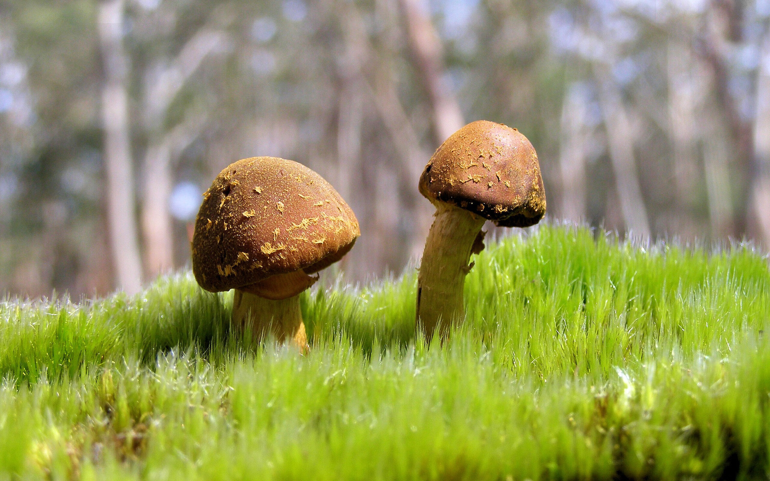 孤星与沙漠，当个人英雄主义遭遇集体绝杀的残酷寓言