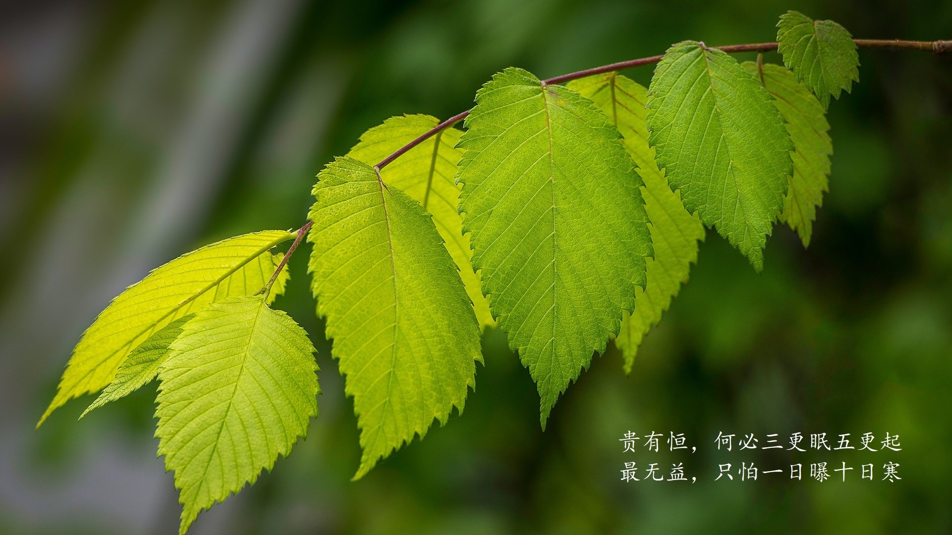 沙漠风暴席卷阿尔卑斯,C罗导演伊拉克神话,瑞士完败见证传奇之夜